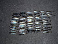 ジャンボアジ狙いでしたがレギュラーサイズの…