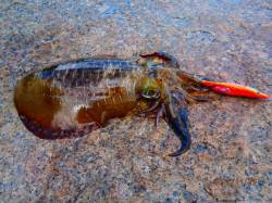 中津　爆風を避けながらのエギングで1kgの…