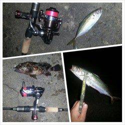 舞洲でのアジング釣果