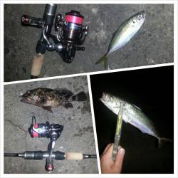 舞洲でのアジング釣果