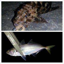 アジングタックルでサバのファイト面白いです！