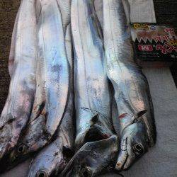 ウキとケミホタルが横移動! 早朝の時合タチウオ5本