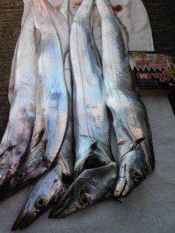 ウキとケミホタルが横移動! 早朝の時合タチウオ5本