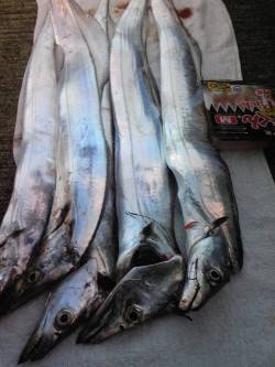 ウキとケミホタルが横移動！　早朝の時合タチ…