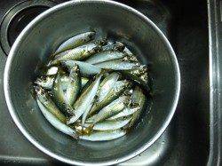 春木ベランダ、朝の時合にサビキで小アジ