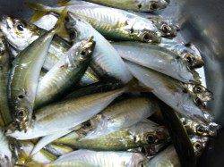 春木ベランダ、朝の時合にサビキで小アジ