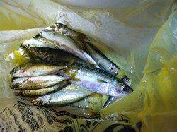 岸和田にてサビキ釣り、コンスタントに小アジが釣れました