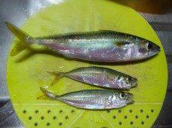 岸和田にてサビキ釣り、コンスタントに小アジが釣れました