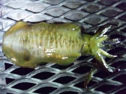 とっとパーク小島、アジの泳がせ釣りでアオリ…