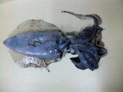 とっとパーク小島、アジの泳がせ釣りでアオリイカ