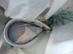 泉大津川尻の高場でAM4:30～AM6:15までタチウオ釣り