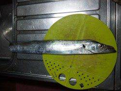 泉大津川尻の高場でAM4:30～AM6:15までタチウオ釣り