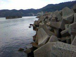 栖原漁港でエギング　小アジの群れの下でアオリキャッチ♪