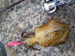 栖原漁港でエギング　小アジの群れの下でアオリキャッチ♪