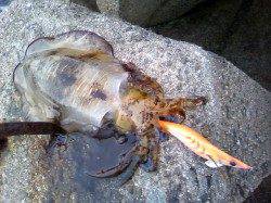 エギングでアオリイカ&ルアーでマゴチ58㎝！