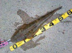 エギングでアオリイカ&ルアーでマゴチ58㎝！