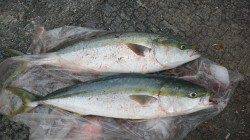 芳養堤防からののませ釣りでブリ2本♪