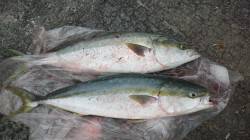 芳養堤防からののませ釣りでブリ2本♪