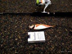 兵突でアジング　バイトはボトムばかりでした