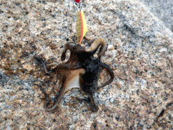 イイダコ狙いでオクトパッシング 今年は数少ない？