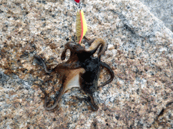 イイダコ狙いでオクトパッシング 今年は数少…