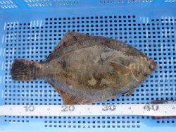 冬の救世主！カレイ【高田玲欧氏連載記事No.19】