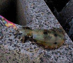 ベタ凪でエギング日和、谷川漁港でアオリイカ