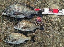 小型チヌほぼ入れ食い～最後に45㎝をゲット！