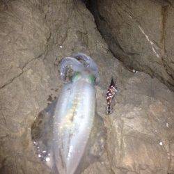 小浦漁港でエギング、ふたりで700グラム頭に5杯