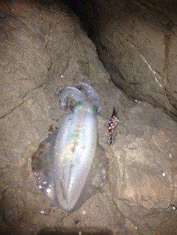 小浦漁港でエギング、ふたりで700グラム頭に5杯