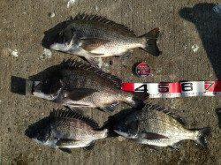 大阪南港、フカセでチヌの釣果