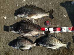 大阪南港、フカセでチヌの釣果