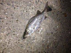 和歌川でセイゴちゃんと遊びました♪