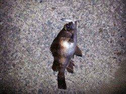 メバリングのシーズン到来^_^b