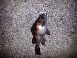 メバリングのシーズン到来^_^b