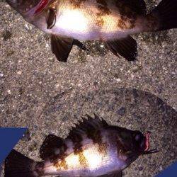 岡田浦漁港メバルは引きが良いので楽しい