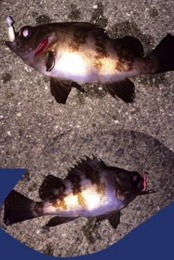 岡田浦漁港メバルは引きが良いので楽しい