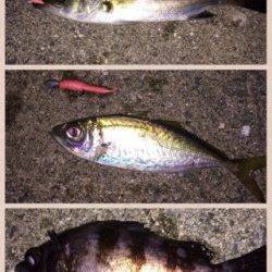 泉佐野エリアでライトゲーム、メバル・ガシラなどの釣果