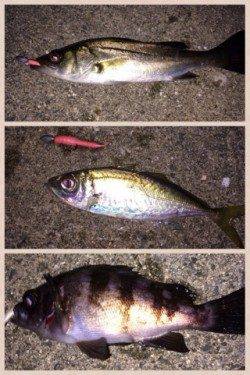 泉佐野エリアでライトゲーム、メバル・ガシラなどの釣果