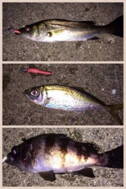 泉佐野エリアでライトゲーム、メバル・ガシラ…