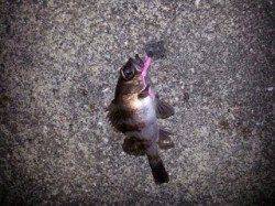 メバリングのシーズン到来^_^b