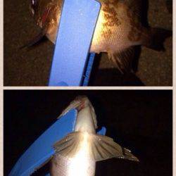 岡田浦漁港メバルは引きが良いので楽しい