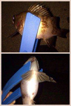 岡田浦漁港メバルは引きが良いので楽しい