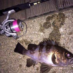 泉佐野エリアでライトゲーム、メバル・ガシラなどの釣果