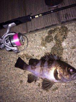 泉佐野エリアでライトゲーム、メバル・ガシラなどの釣果