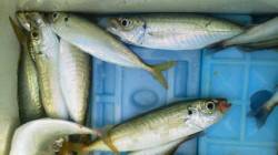 芳養堤防にて早朝にカマス・アジ