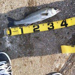 武庫川河口　エビ撒き釣りでハネ40cm☆