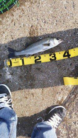 武庫川河口　エビ撒き釣りでハネ40cm☆