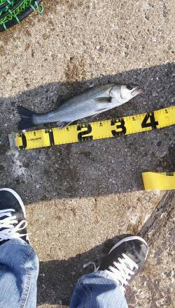 武庫川河口　エビ撒き釣りでハネ40cm☆