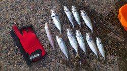 串本港でカゴ釣りでアジ&キス、本命マダイは不発